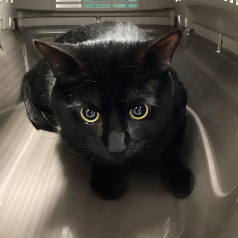 An adult large-sized male Domestic Short Hair cat named Rocky for adoption in Tampa, FL
