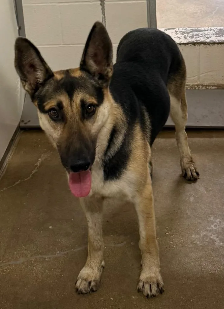 An adult large-sized male German Shepherd Dog dog named Poseidon for adoption in Belton, TX
