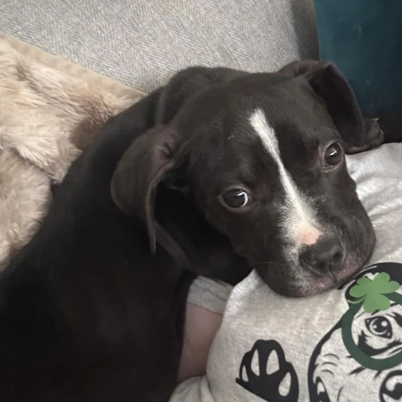 Hemingway thumbnail 2