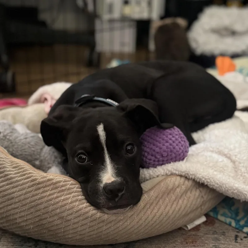 Hemingway thumbnail 3