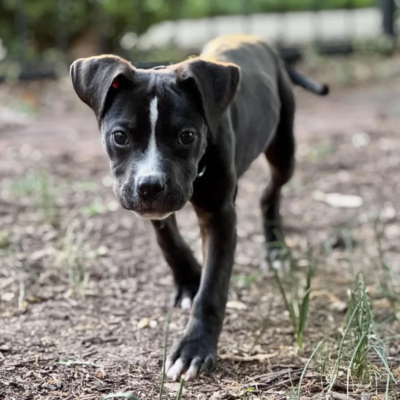 Hemingway thumbnail 4