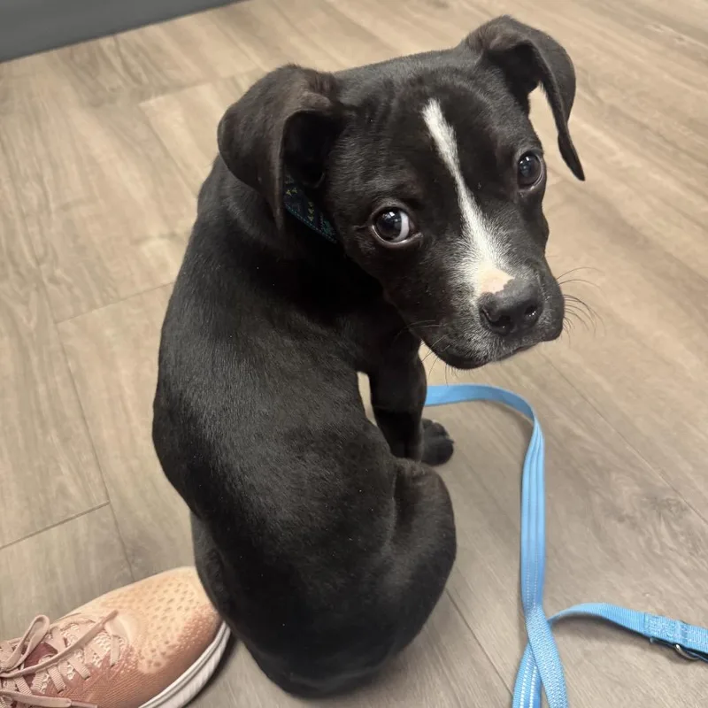 A baby medium-sized male Black Pit Bull Terrier dog named Hemingway for adoption in Fredericksburg, VA