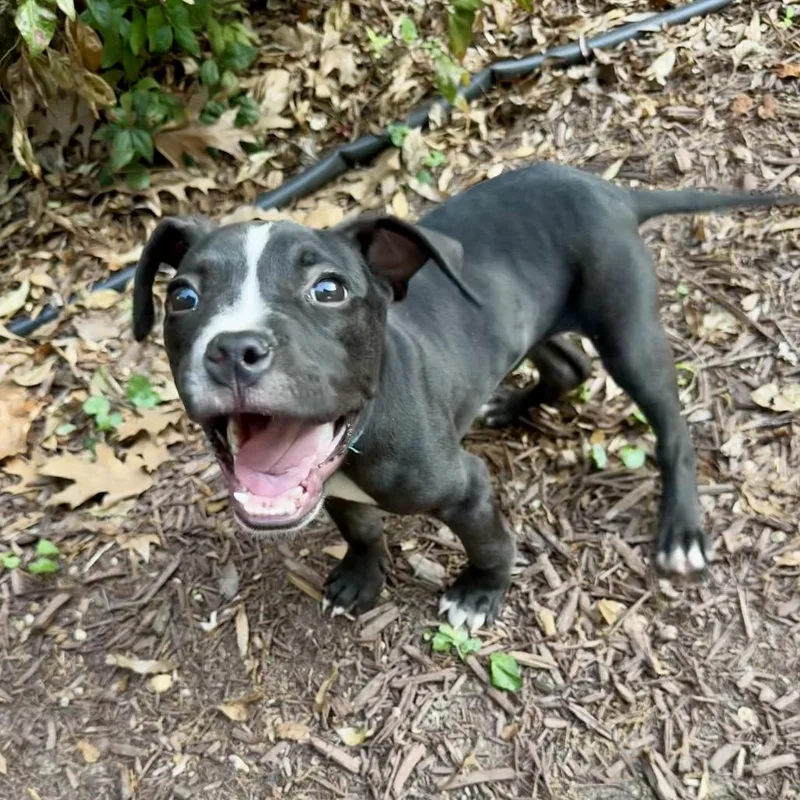 Hemingway thumbnail 6