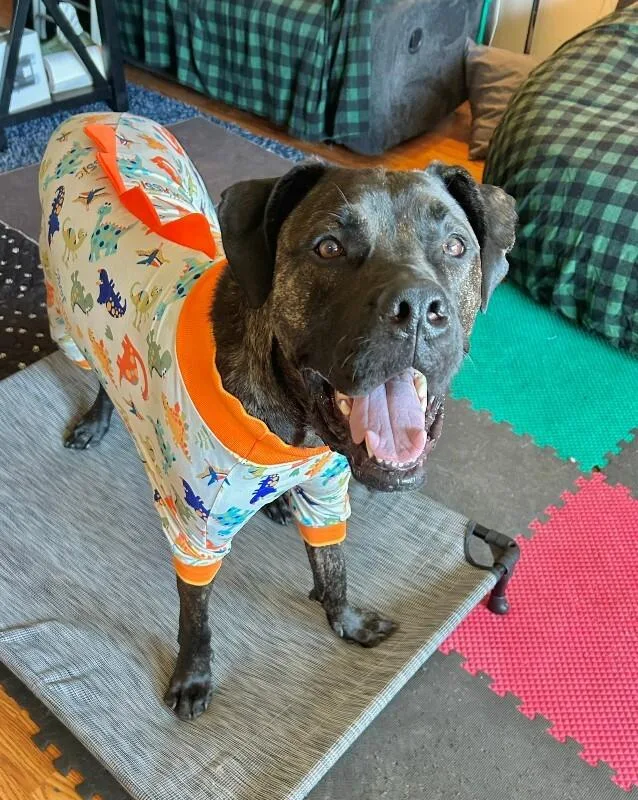 An adult large-sized male Brindle Mixed Breed dog named Mr. Adam for adoption in Cincinnati, OH