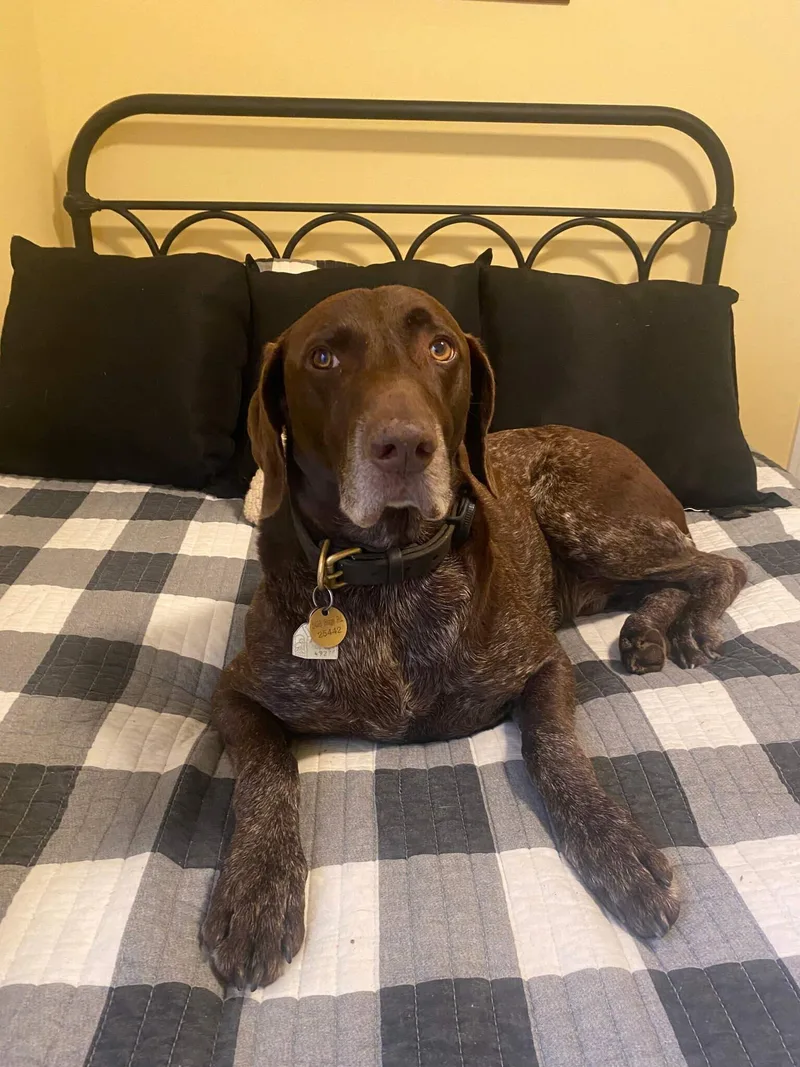 An adult large-sized male German Shorthaired Pointer dog named Baxter for adoption in Alexandria, VA