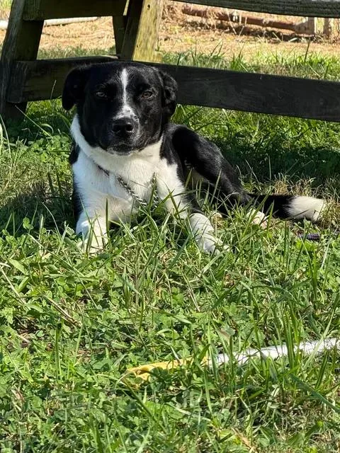 A young medium-sized male Tricolor (Brown, Black, & White) Pit Bull Terrier dog named Tux for adoption in Taylorsville, KY
