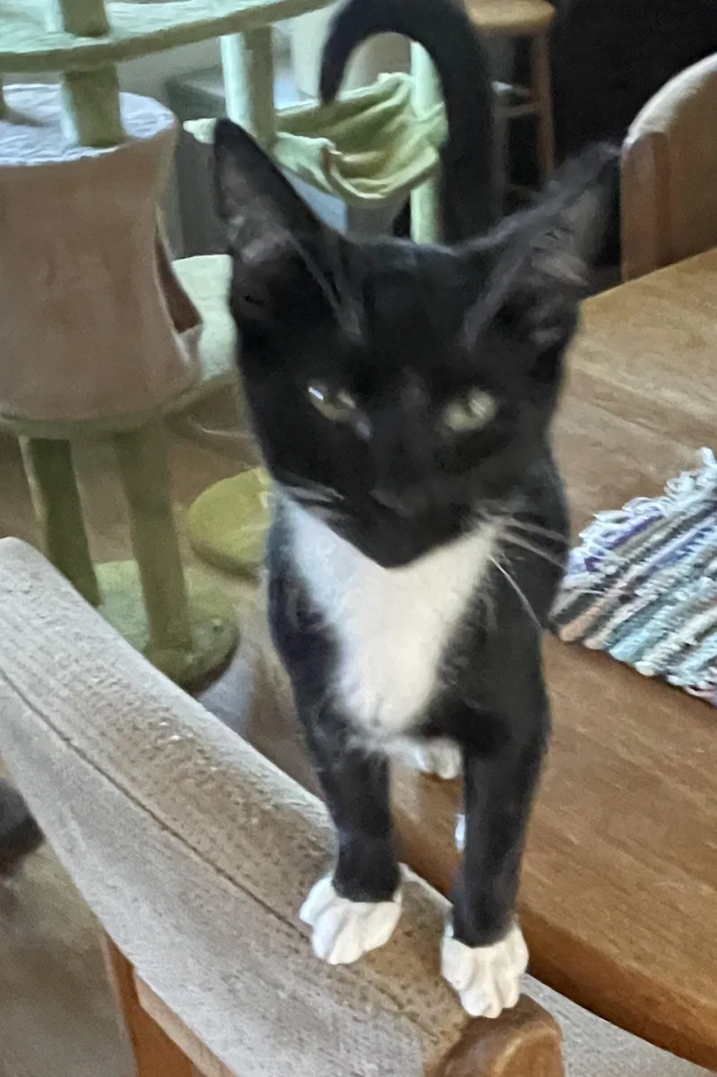 Mochi