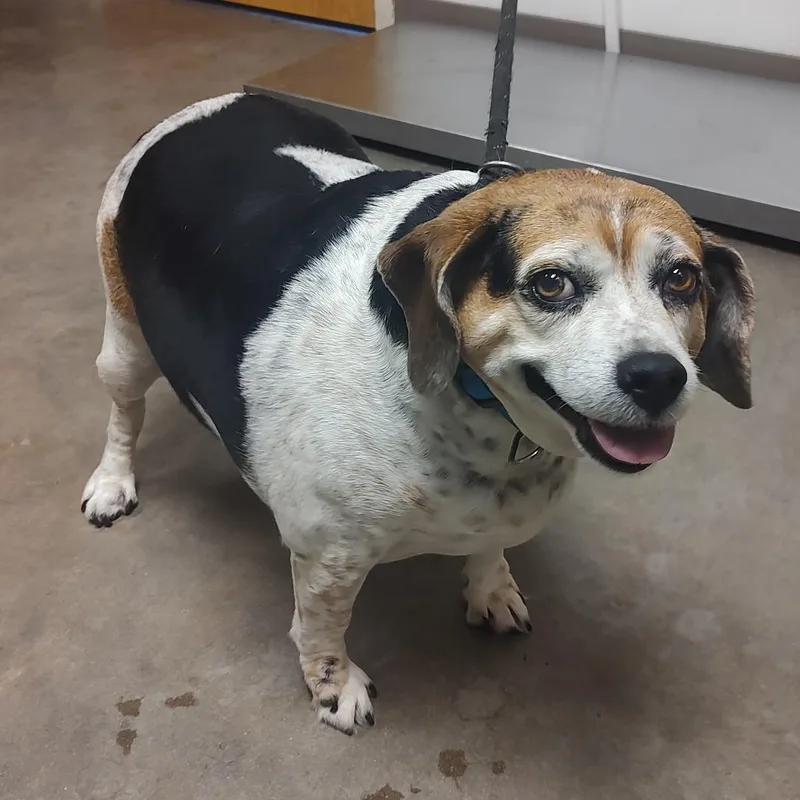 A senior medium-sized female Yellow / Tan / Blond / Fawn Beagle dog named Sassy for adoption in Ottawa, KS