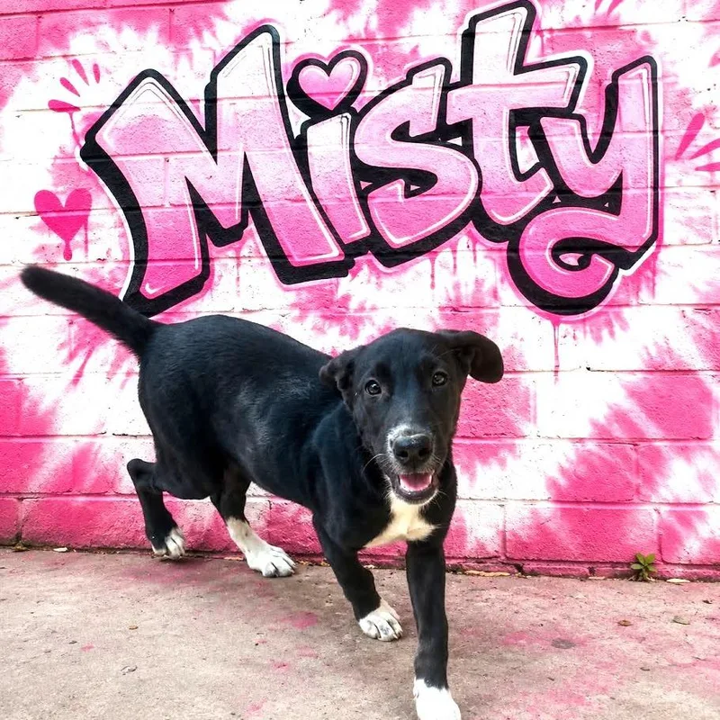 Misty