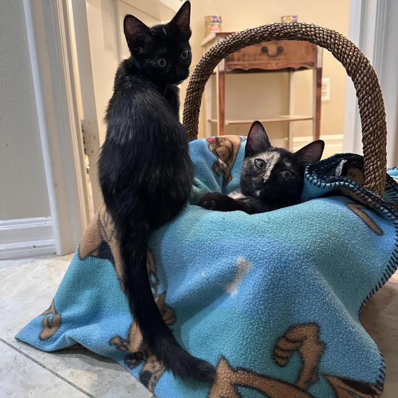 A baby small-sized female Tortoiseshell Domestic Short Hair cat named Emerald for adoption in Tustin, CA