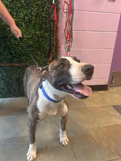 An adult large-sized male Brindle Bull Terrier dog named Reno for adoption in El Paso, TX