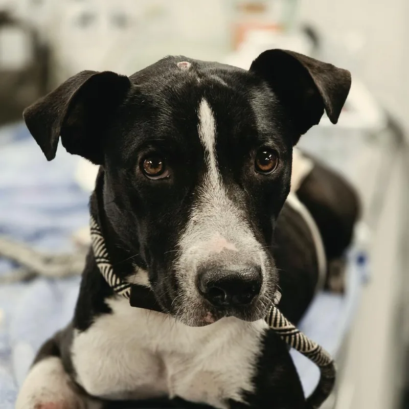 An adult medium-sized female Black Mixed Breed dog named Rainbow Unicorn for adoption in Sarasota, FL
