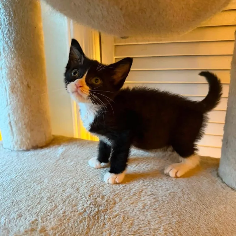 A baby small-sized female Black Domestic Short Hair cat named Massiel for adoption in Long Island City, NY