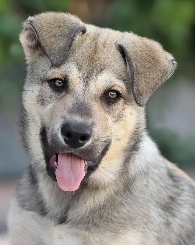 A baby large-sized male Sable German Shepherd Dog dog named Tyson von Harthausen for adoption in Los Angeles, CA