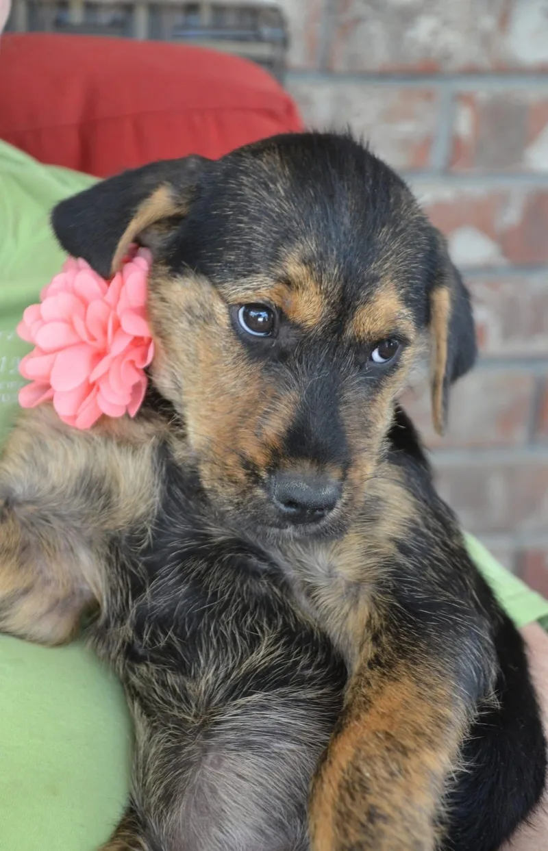 A baby large-sized female Brindle Rottweiler dog named Josie for adoption in Brierfield, AL