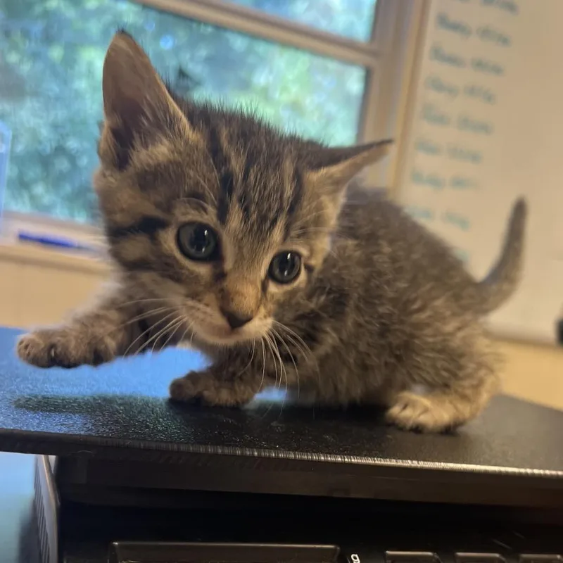 A baby small-sized female Brown / Chocolate Domestic Short Hair cat named Mingming for adoption in Lake Panasoffkee, FL