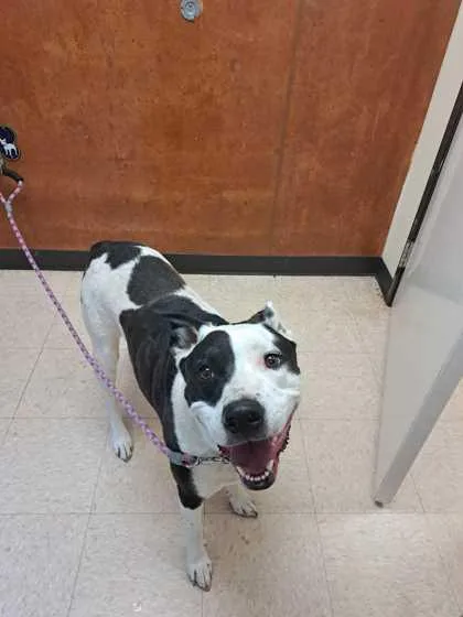 An adult large-sized male Pit Bull Terrier dog named Thor for adoption in Burlington, WA