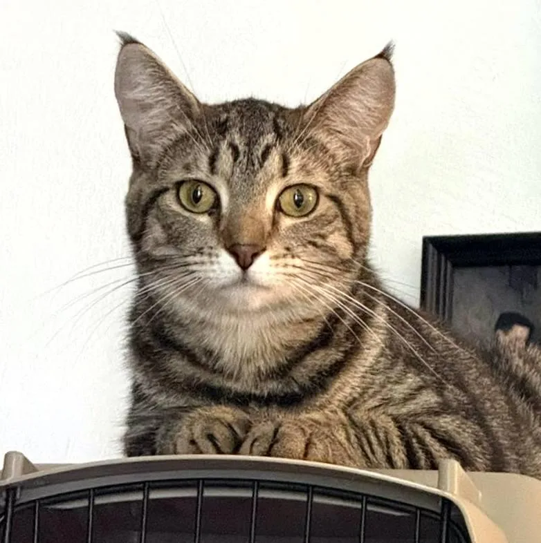 A young medium-sized female Tabby (Brown / Chocolate) Domestic Short Hair cat named Yaoyao for adoption in Pittsburgh, PA