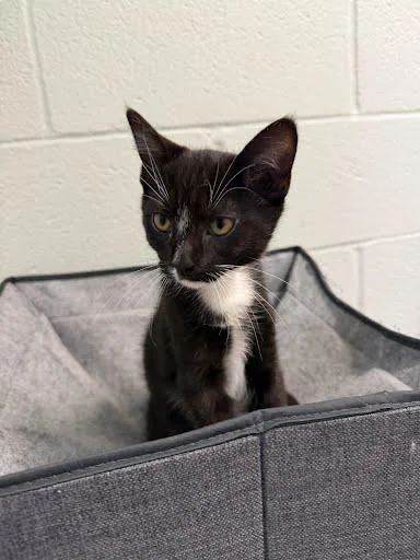 Walter Whiskers thumbnail 2