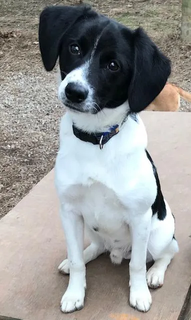 A young small-sized male Beagle dog named Wilbur for adoption in Honeoye Falls, NY