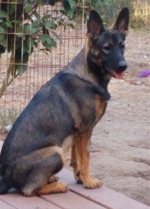 An adult medium-sized female German Shepherd Dog dog named Katie for adoption in Spring, TX
