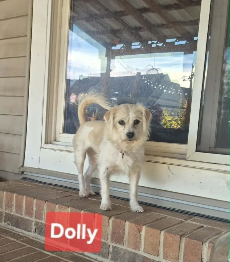 Dolly