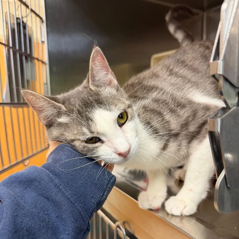A young medium-sized female Domestic Short Hair cat named Bloom for adoption in Newark, NJ