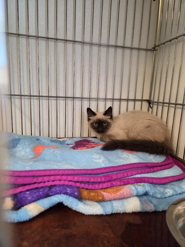 A baby medium-sized male Domestic Short Hair cat named Dylan for adoption in Rock Springs, WY