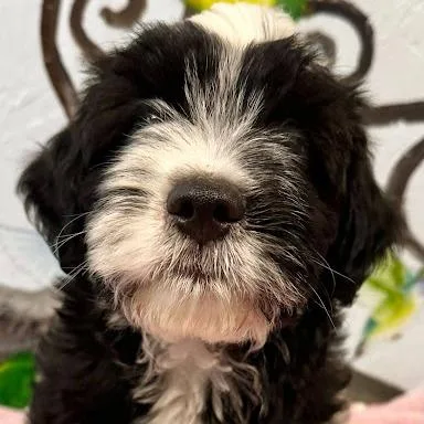 A baby small-sized male White / Cream Sheep Dog dog named Harvey for adoption in Hattiesburg, MS