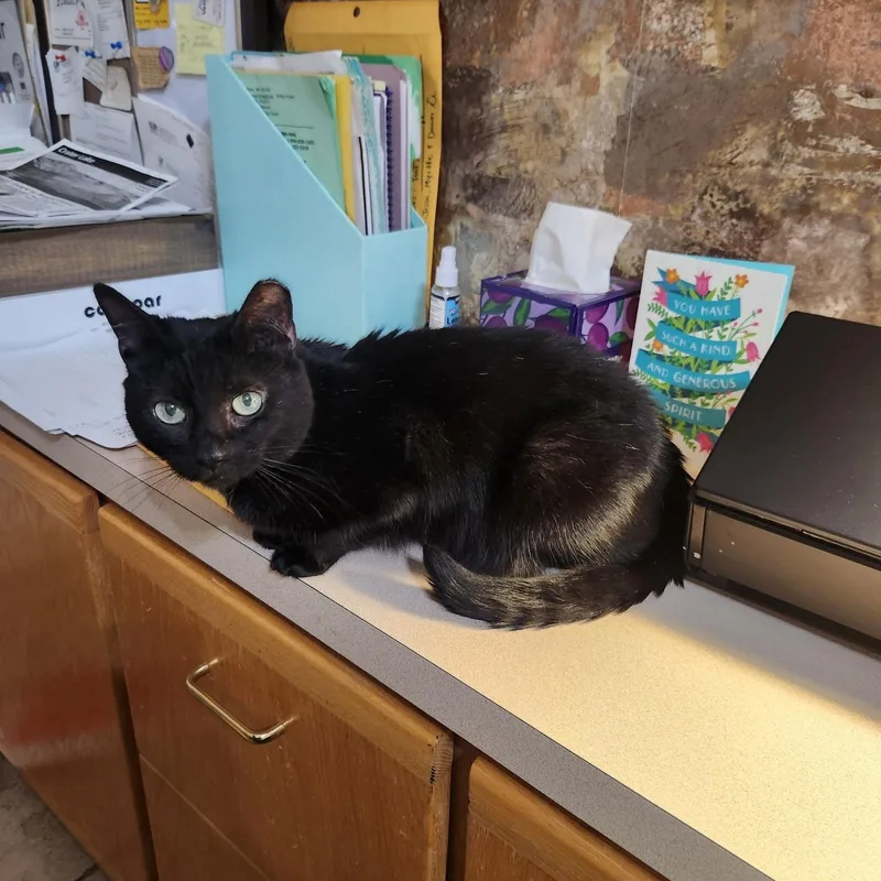 An adult medium-sized female Black Domestic Short Hair cat named Baby Spice for adoption in Phoenix, AZ