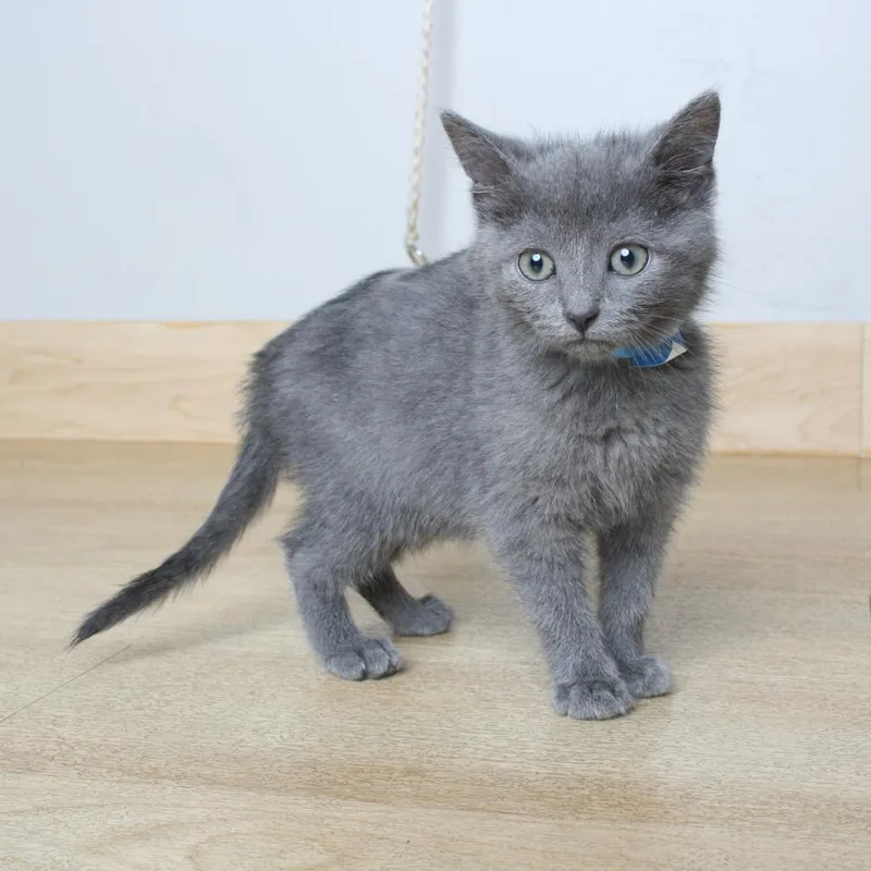 A baby small-sized female Gray / Blue / Silver Domestic Short Hair cat named Quilted Northern C for adoption in Minnetonka, MN