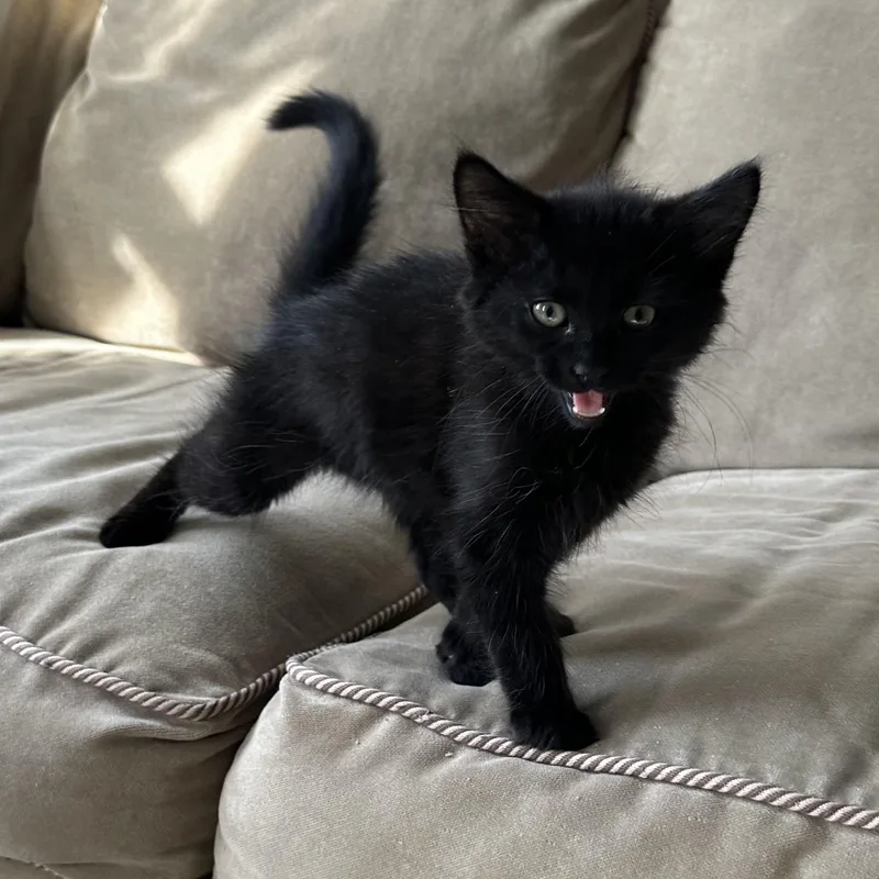 A baby medium-sized male Black Domestic Short Hair cat named Bang Energy for adoption in Richmond, VA