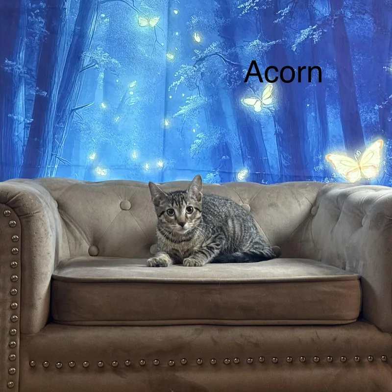 A baby medium-sized male Tabby (Brown / Chocolate) Domestic Short Hair cat named Acorn for adoption in Houston, TX