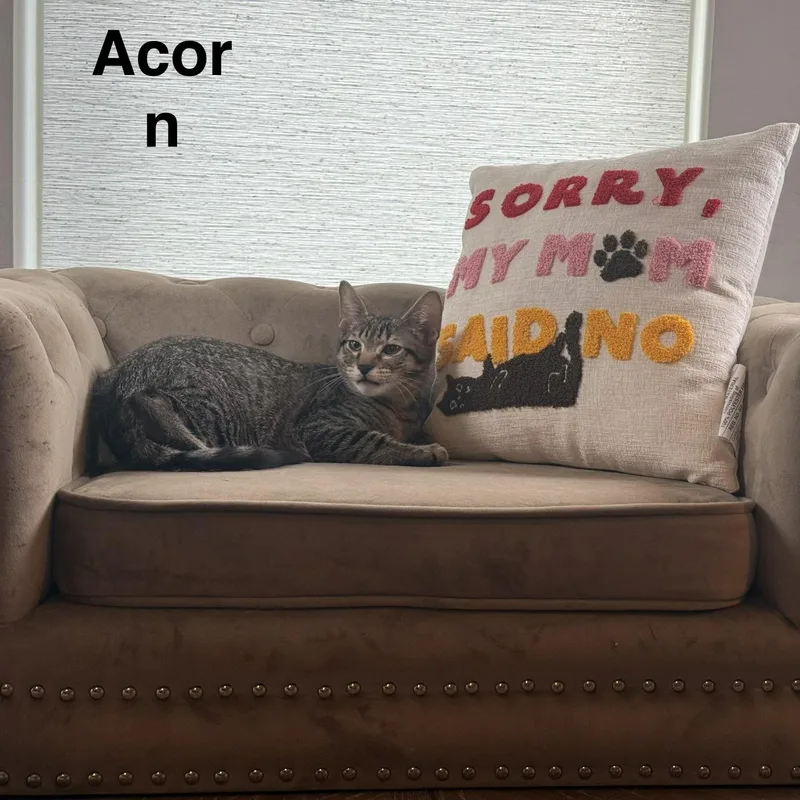Acorn thumbnail 2