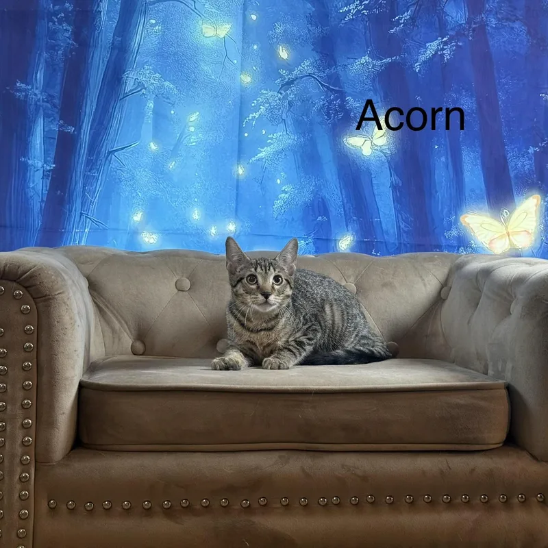 Acorn thumbnail 3