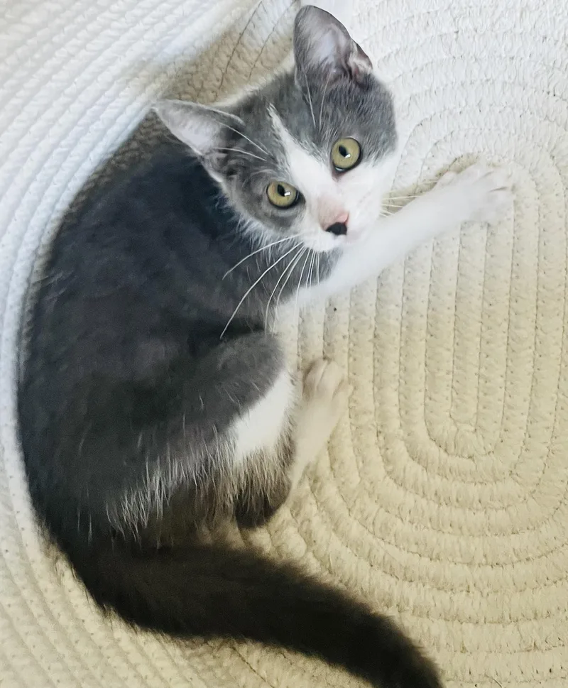 A baby medium-sized male American Shorthair cat named Nyx for adoption in Arlington, TX