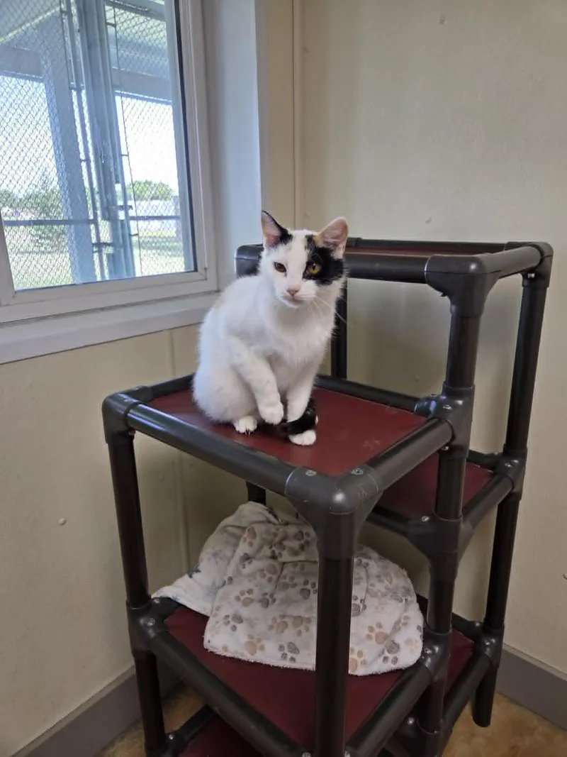 An adult medium-sized female Calico cat named Jewel for adoption in Austin, MN