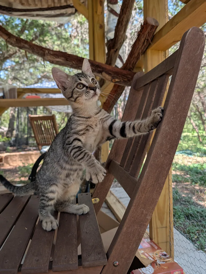 A baby medium-sized male Tabby (Buff / Tan / Fawn) Domestic Short Hair cat named JuicedBall for adoption in Fischer, TX