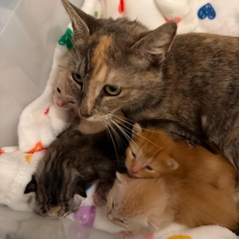 A baby small-sized male Orange / Red Domestic Short Hair cat named Jazz for adoption in Juno Beach, FL