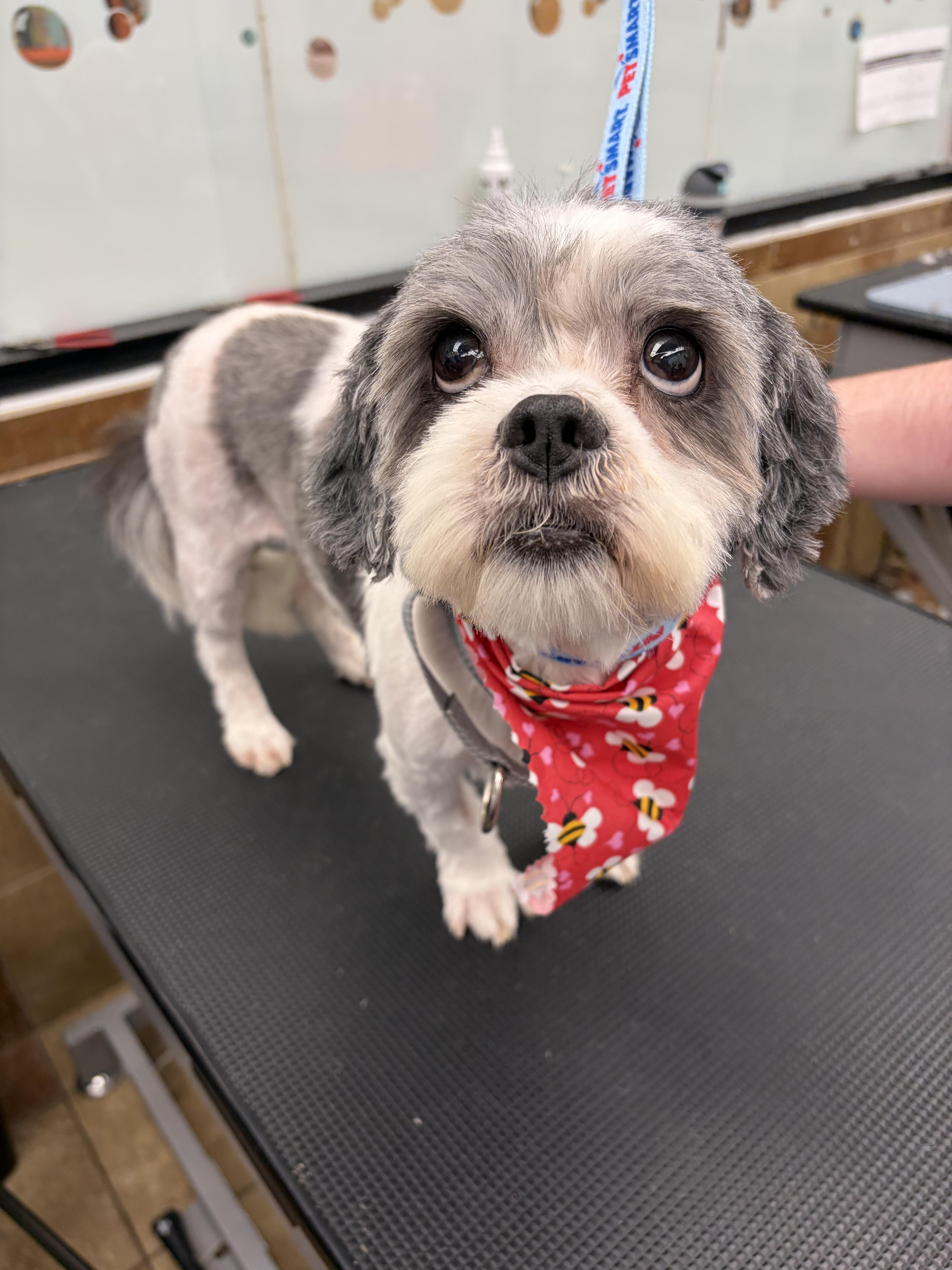 An adult small-sized female Gray / Blue / Silver Shih Tzu dog named Sugar Momma Donut for adoption in Andover, MA