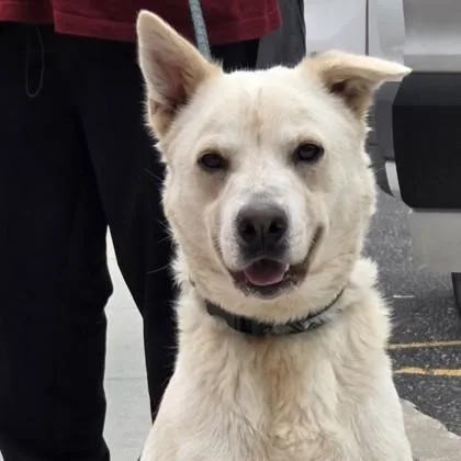 An adult medium-sized male Cattle Dog dog named Morty for adoption in Voorhees, NJ