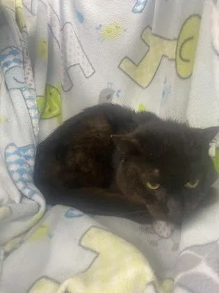 An adult medium-sized male Domestic Short Hair cat named Rhett for adoption in Gainesville, FL