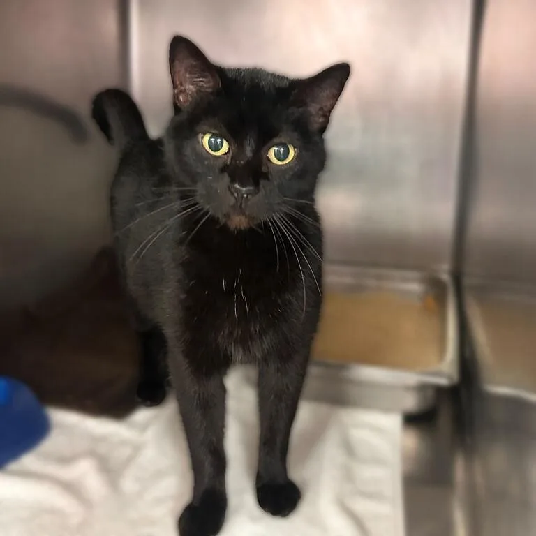 An adult medium-sized female Black Domestic Short Hair cat named Tajin for adoption in Davenport, IA