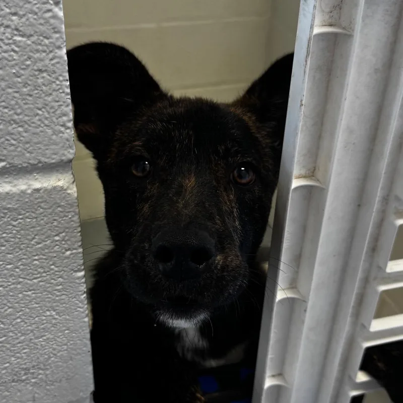 A young medium-sized male Brindle Terrier dog named Azure for adoption in Clarksdale, MS