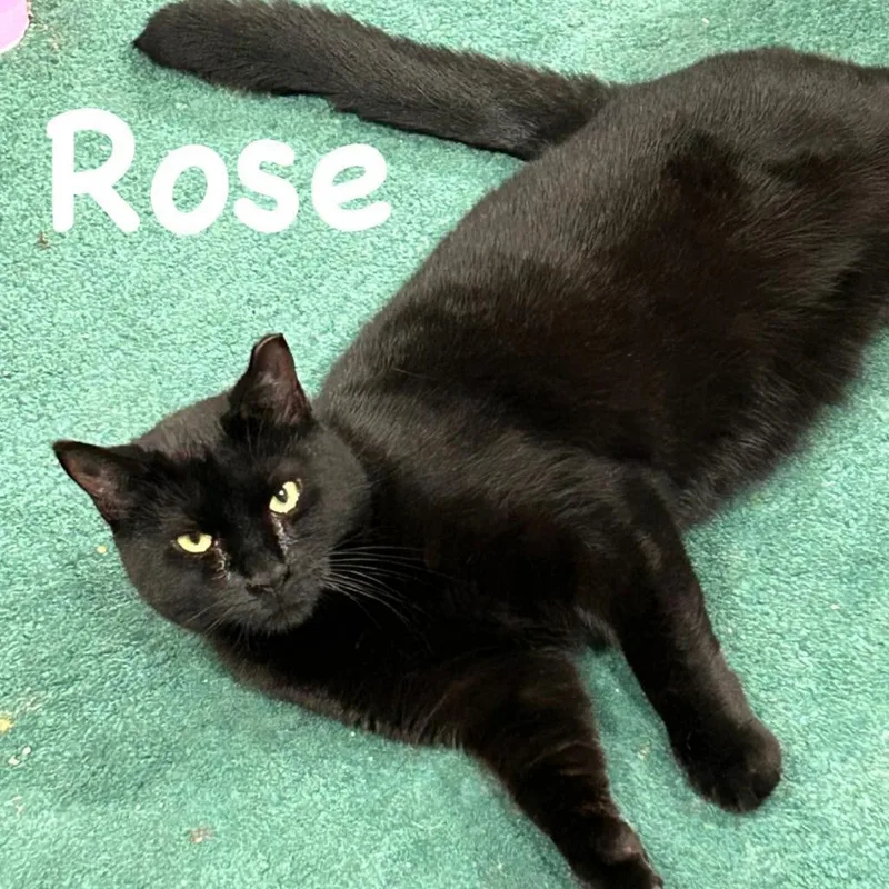 Rose thumbnail 3