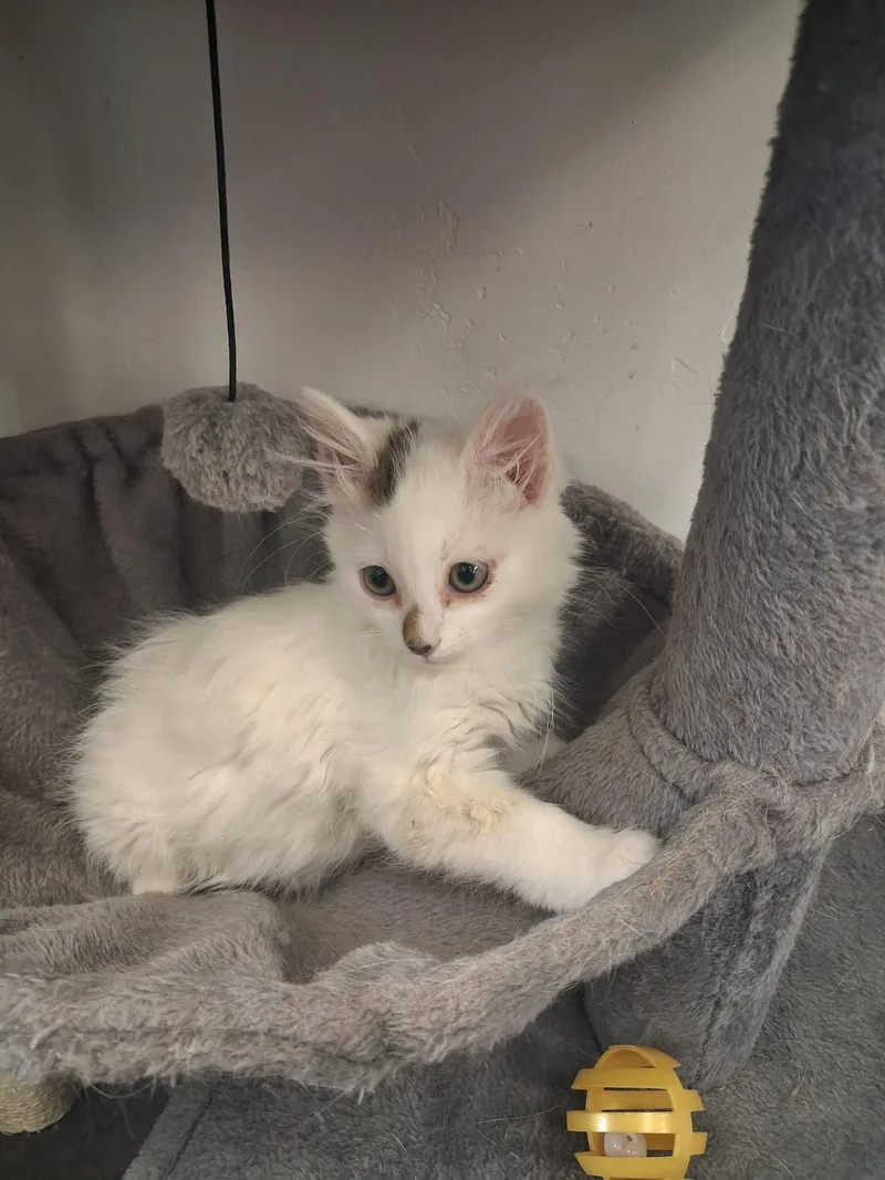 A young medium-sized male White Domestic Long Hair cat named Orion for adoption in Roosevelt, UT