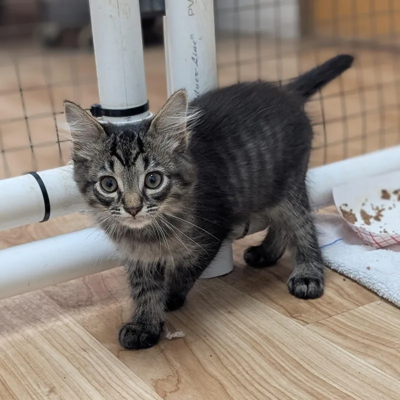 A baby medium-sized male Tabby (Brown / Chocolate) Domestic Medium Hair cat named Spiderman for adoption in St. Augustine, FL