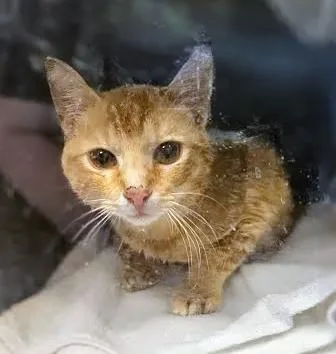 A young small-sized male Tabby (Orange / Red) Domestic Short Hair cat named Juuse for adoption in Nashville, TN