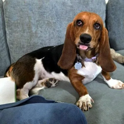 A young medium-sized female Basset Hound dog named Daisy for adoption in Mays Landing, NJ