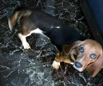 Daisy thumbnail 2